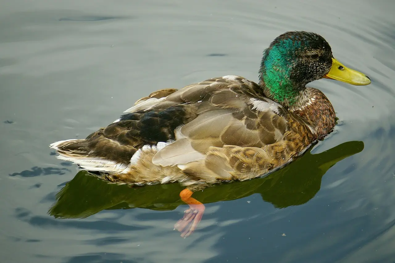 Synomymer til Fejl krydsord