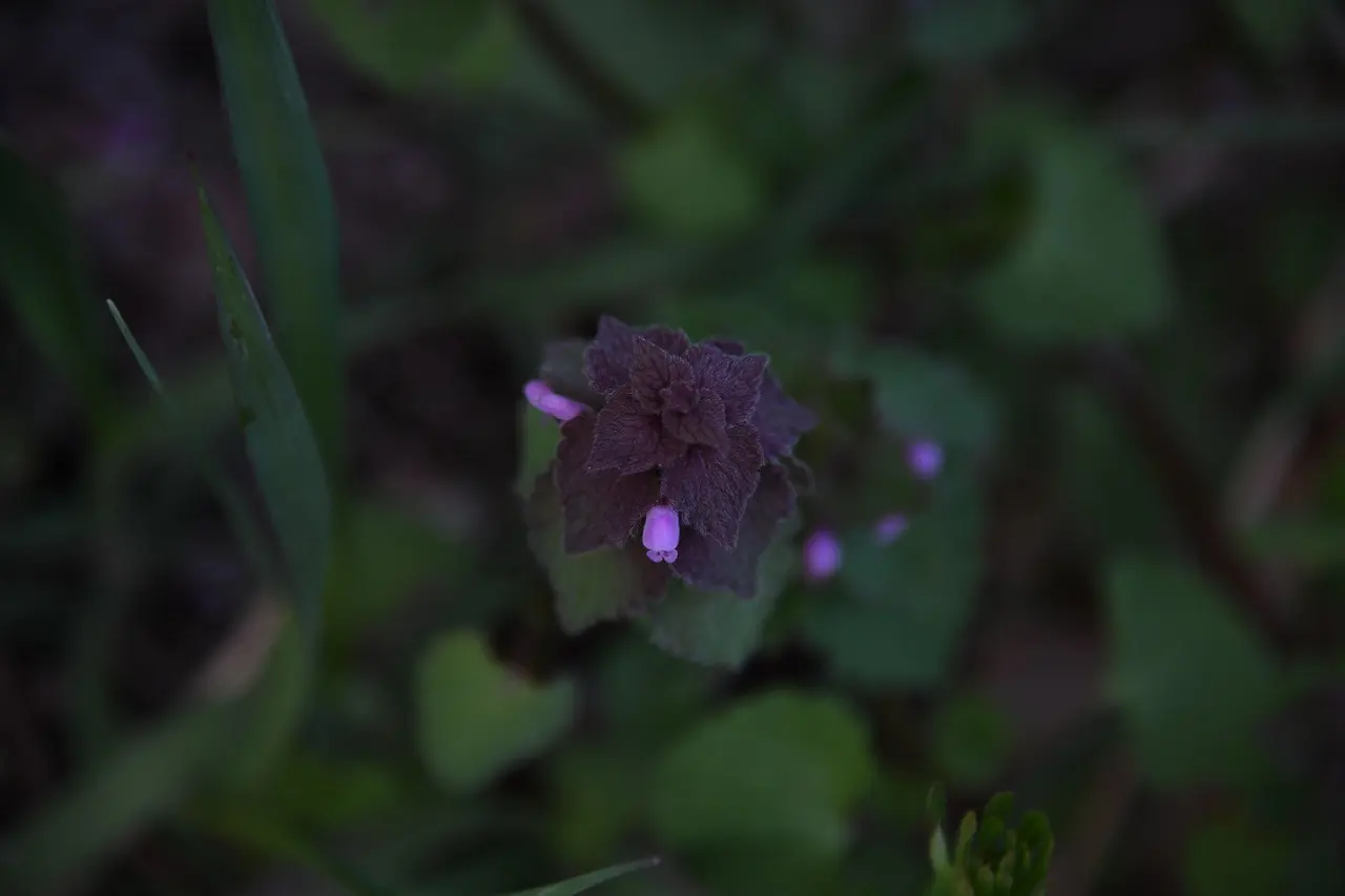 Alle tænkelige svar til Væsen i Krydsord