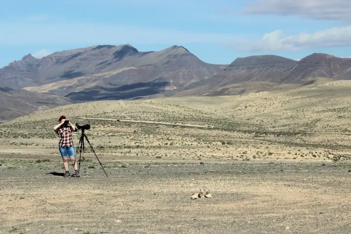 Gaveidéer til hende, der fuglekigger