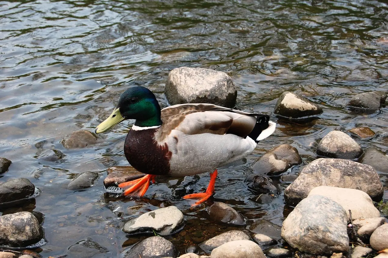 Krydsord opslag for Rev