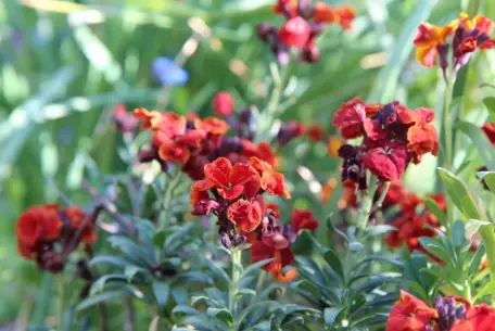 Medvirkende i The Perks Of Being A Wallflower