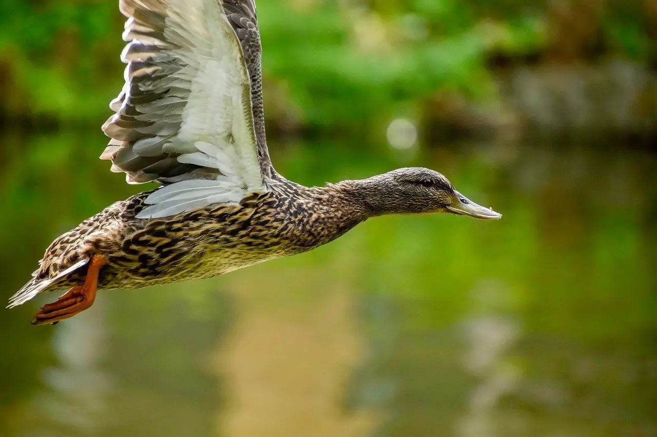 Ordlister til Kærlighed krydsord