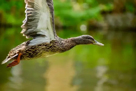 Oversigt Krydsord Løsning